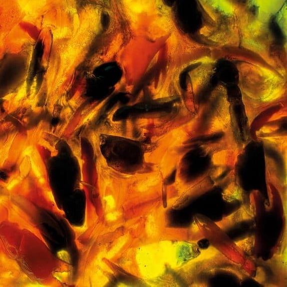 Plague Rider - Intensities - Music & Performance - CD
