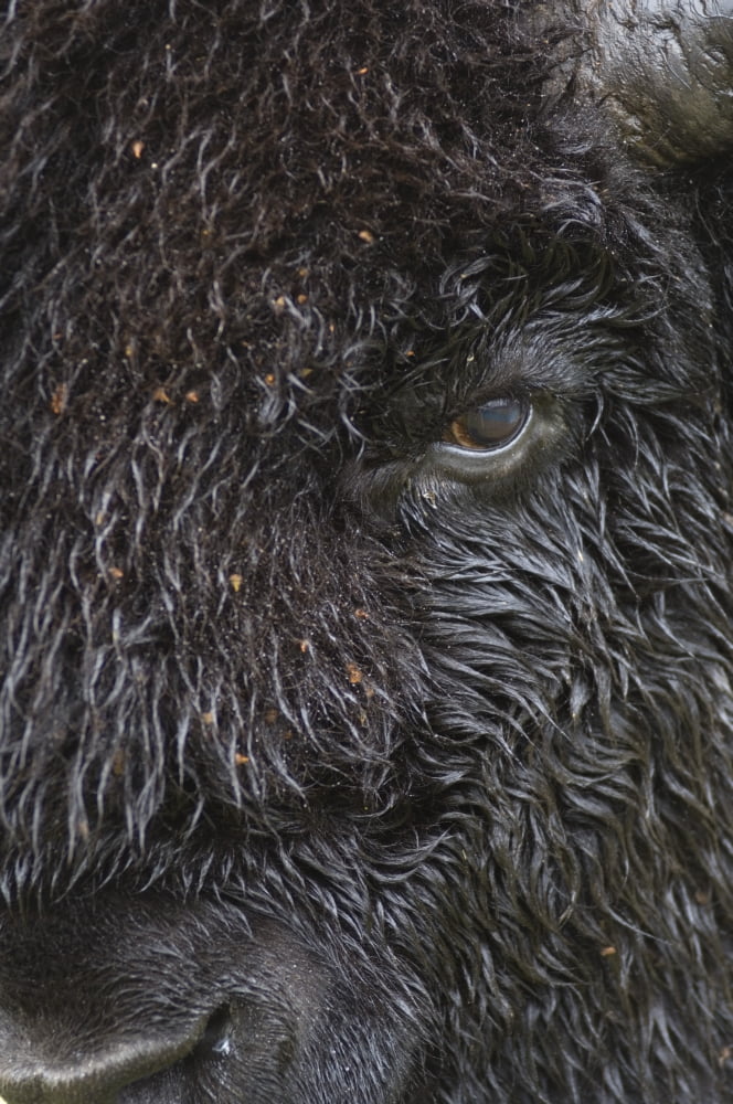 Plains Bison Bull Elk Island National Park Ab Canvas Art - Rebecca Grambo Design Pics (24 x 36)