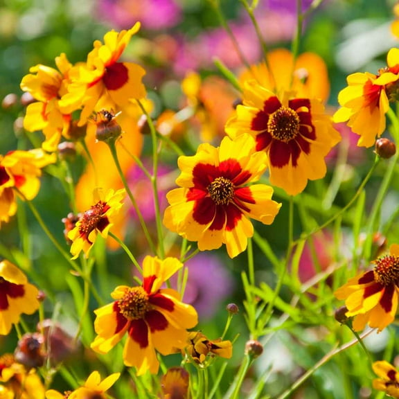 Plains Coreopsis Drought Tolerant Xeriscape Wild Flower Seeds - 5 LBS