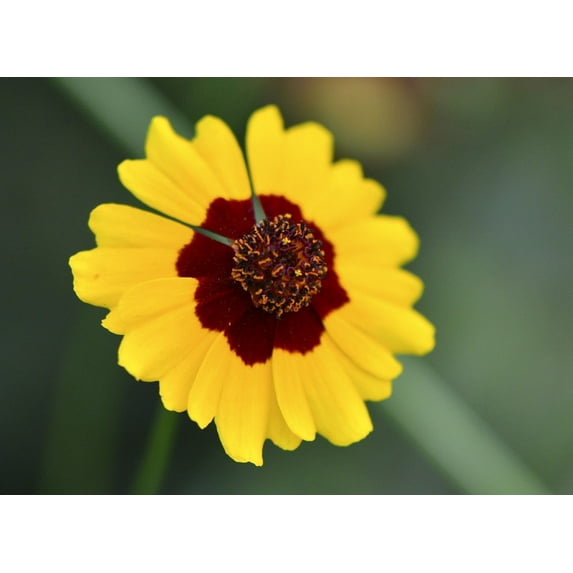 Plains Coreopsis Seeds/ Annual/ Full Sun/22,500 Seeds 1/4 oz/ Zellajake Farm and Garden- B265
