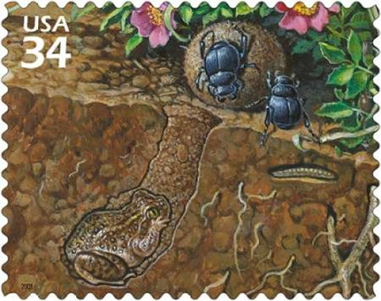 Plains Spadefoot Canvas Art - US POSTAL SERVICE (24 x 30)