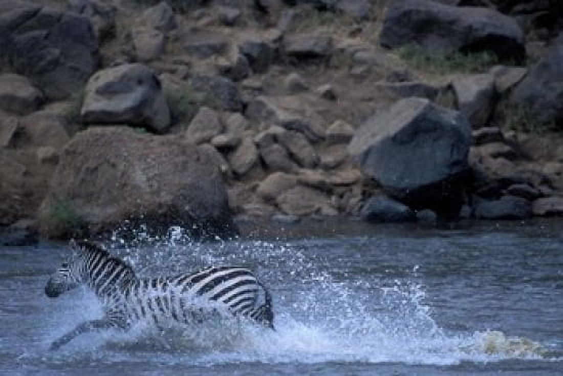 Plains Zebra Crossing Mara River Serengeti Migration Masai Mara Game Reserve Kenya Canvas Art - Paul Souders DanitaDelimont (18 x 12)