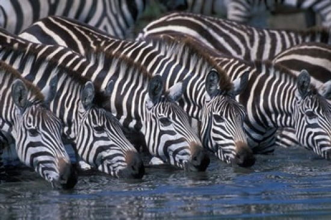 Plains Zebra Herd Drinking Telek River Masai Mara Game Reserve Kenya Canvas Art - Paul Souders DanitaDelimont (18 x 12)