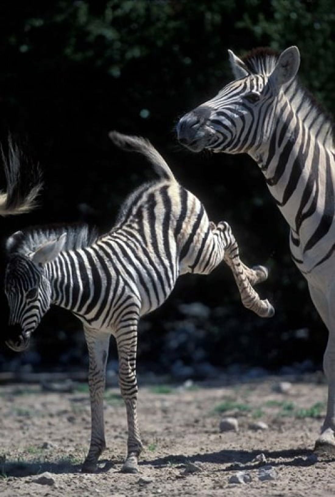 Plains Zebra Kicks Etosha National Park Namibia Canvas Art - Paul Souders DanitaDelimont (12 x 17)