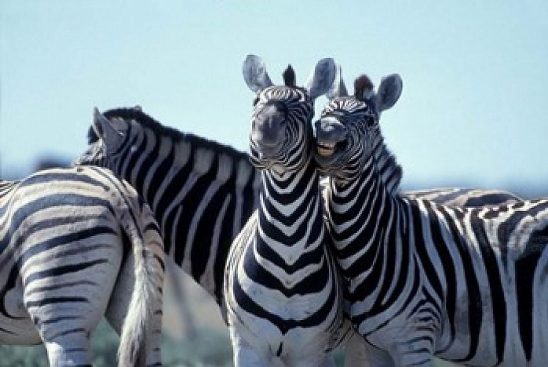 Plains Zebra Side By Side Etosha National Park Namibia Canvas Art - Paul Souders DanitaDelimont (36 x 24)