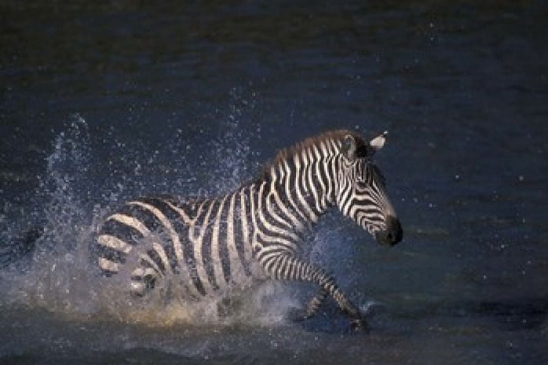 Plains Zebras Splash Through Mara River Masai Mara Game Reserve Kenya Canvas Art - Paul Souders DanitaDelimont (36 x 24)
