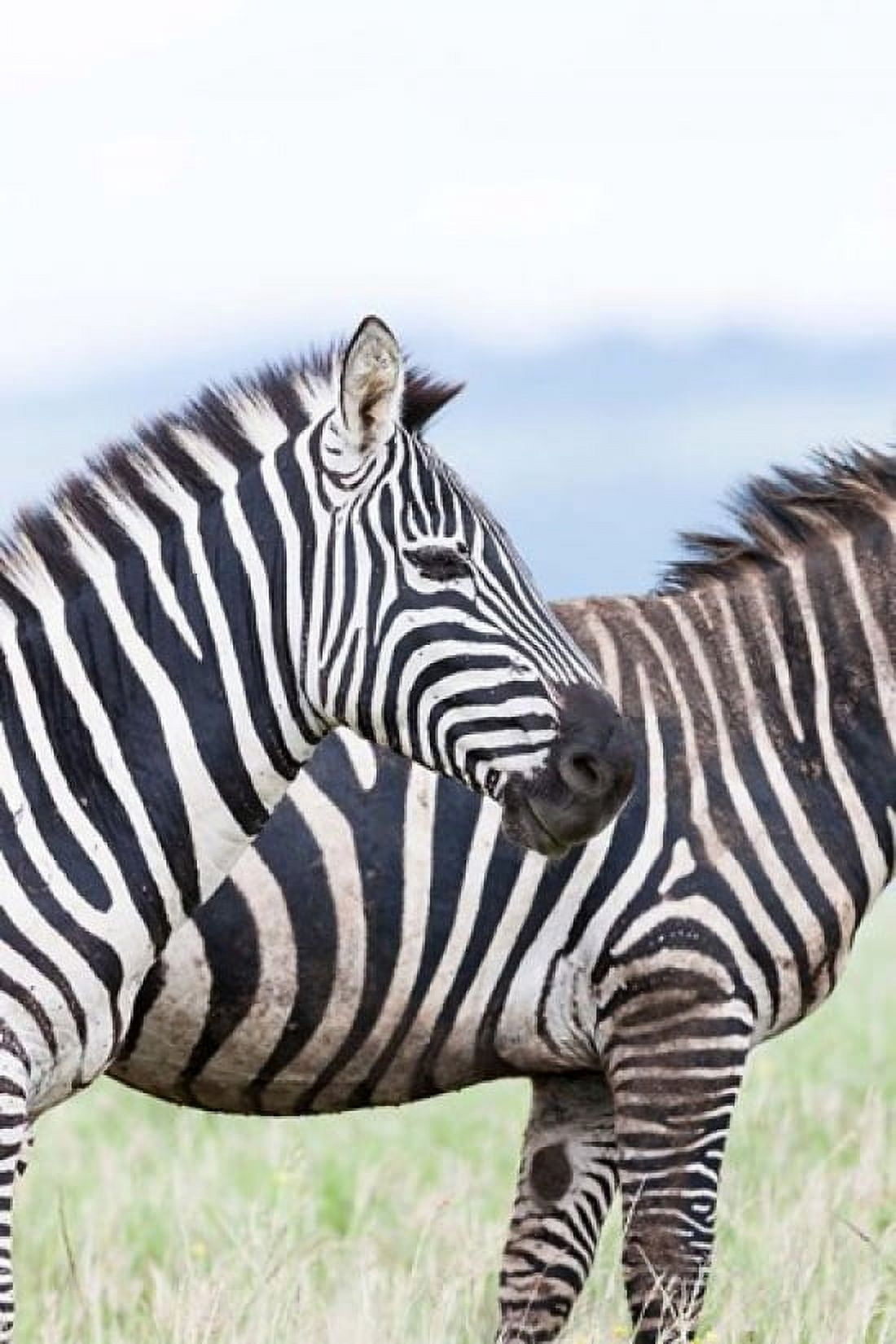 Plains zebra Lewa Game Reserve Kenya Canvas Art - Martin Zwick DanitaDelimont (25 x 38)