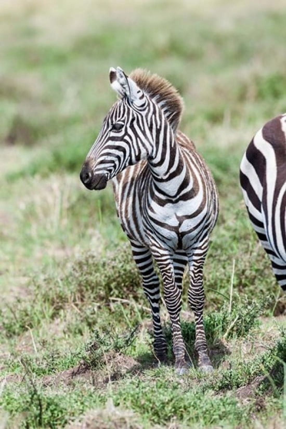 Plains zebra Maasai Mara Kenya Canvas Art - Martin Zwick DanitaDelimont (18 x 24)