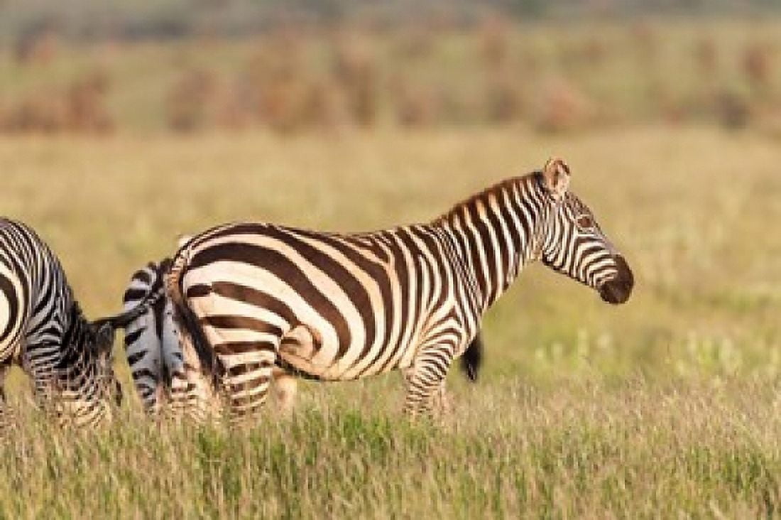 Plains zebra or common zebra in Lewa Game Reserve Kenya Africa Canvas Art - Martin Zwick DanitaDelimont (38 x 25)