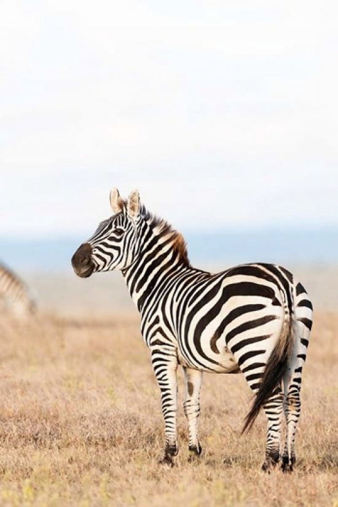 Plains zebra or common zebra in Solio Game Reserve Kenya Africa Canvas Art - Martin Zwick DanitaDelimont (18 x 24)