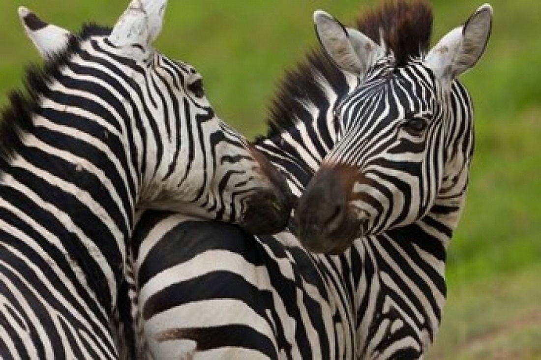 Plains zebras Ngorongoro Conservation Area Tanzania Canvas Art - Art Wolfe DanitaDelimont (24 x 15)