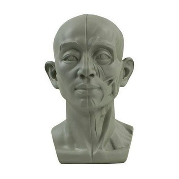 Planar Head Model for Artists Learn Planes of Face, Standard Planar Head, Male Head Model, Human Manikin Head Model for Artists, Drawing Skecthing Painting P2T0
