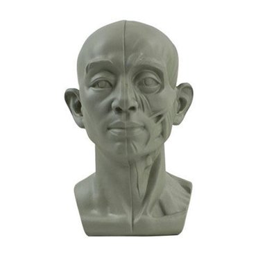 Anatomical Planar Head Model - Double Sided Skull & Face For Art Drawing & Medical Study