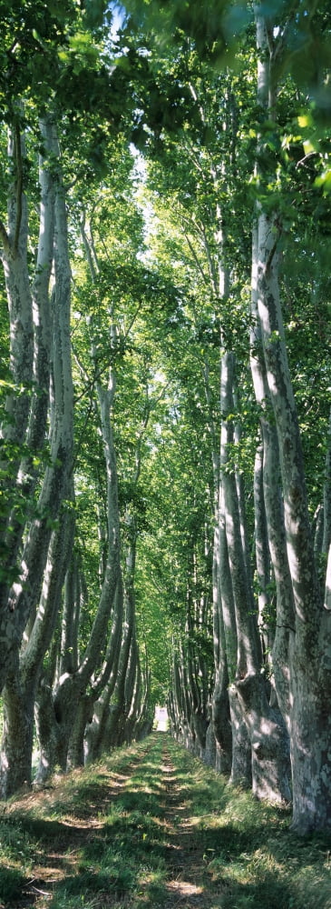 Plane trees in a forest Provence Provence-Alpes-Cote dAzur France Canvas Art - Panoramic Images (27 x 9)