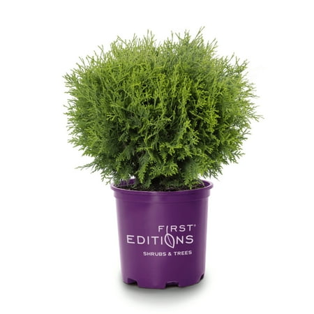 Planet Earth® Arborvitae - Thuja occidentalis 'RUTTHU4'