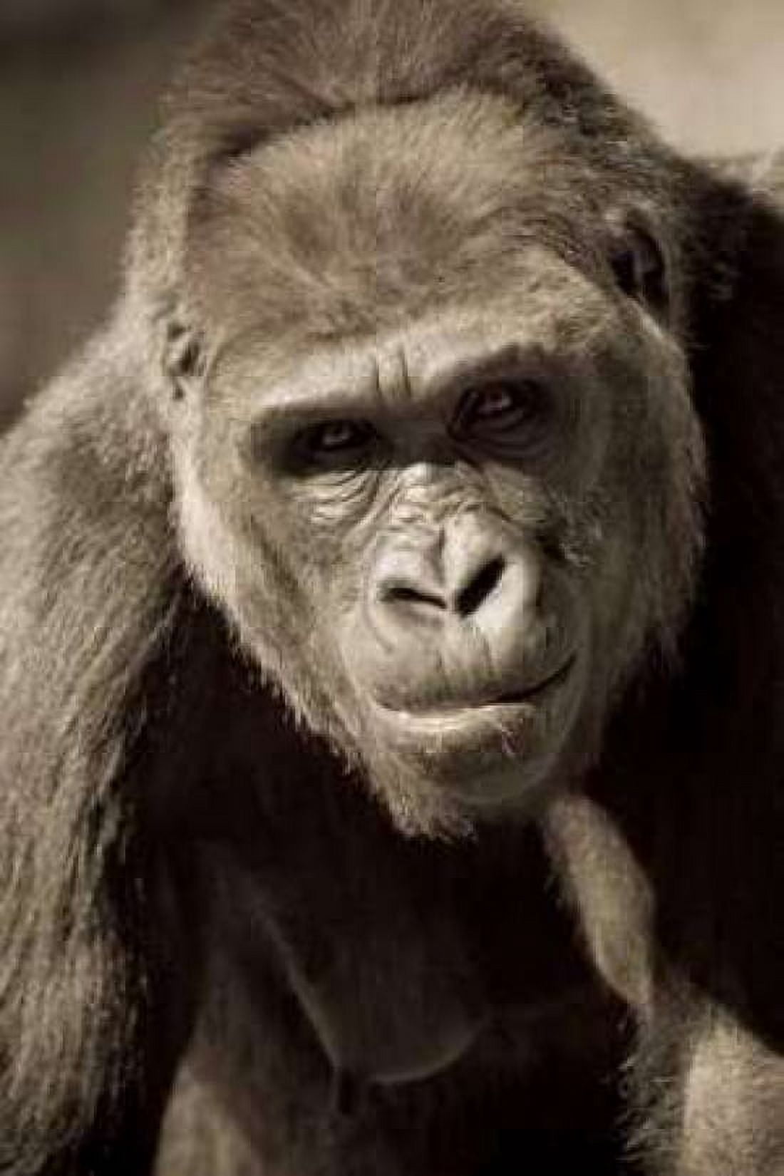 Planet of the Apes Canvas Art - Susann Parker (24 x 36)