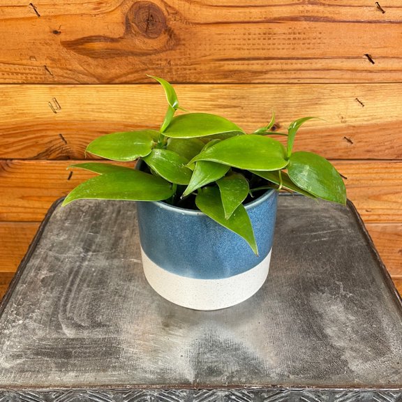 Planifolia Vanilla Orchid, 4" Plant, The Plant Farm