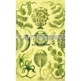 thumbnail image 1 of Plant Breeding (Hardcover), 1 of 1