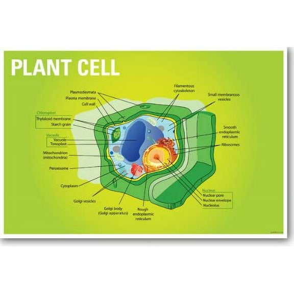 Plant Cell Biology - NEW Classroom Biology Poster