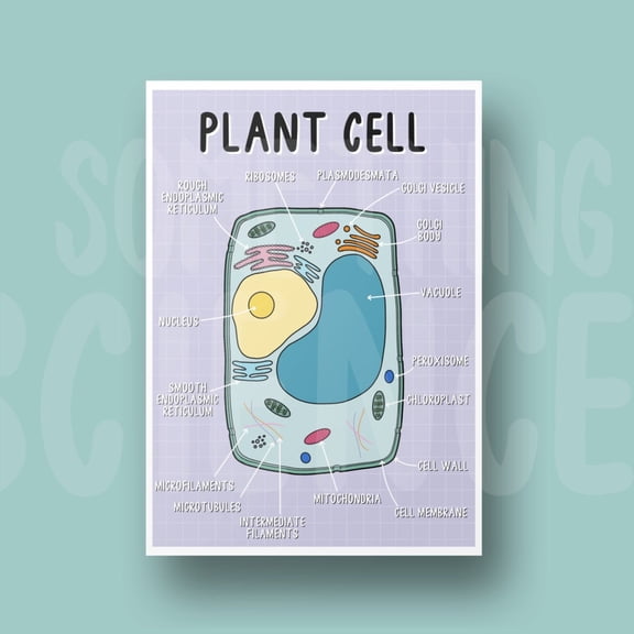 Plant Cell Diagram Wall Art Print, Unframed Paper Poster 8x10in