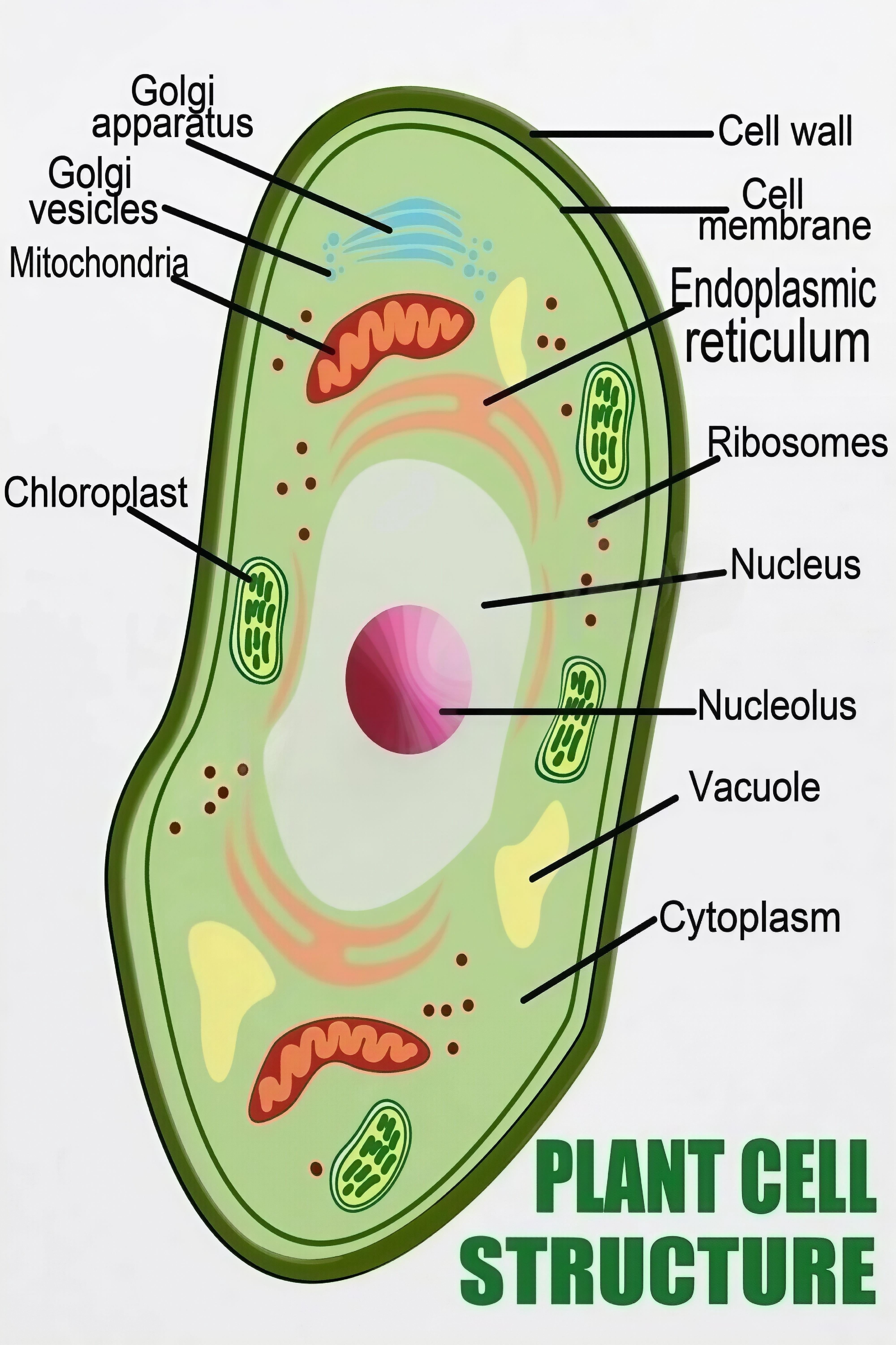 Plant Cell Structure Labeled Biology Diagram for Classroom Science ...