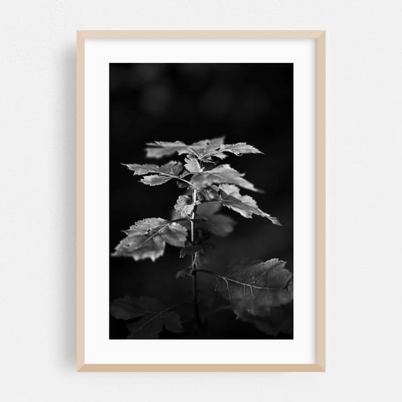 Plant in Central Park - Manhattan New York Photography Black and White Botanical Nature Forest Woodland Moody Minimalist Oak Framed Wall Art Print 5 x 7 inches