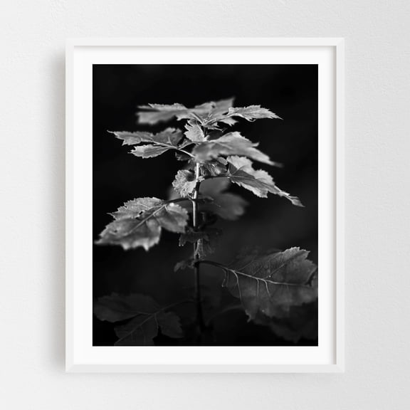 Plant in Central Park - Manhattan New York Photography Black and White Botanical Nature Forest Woodland Moody Minimalist White Framed Wall Art Print 24 x 36 inches