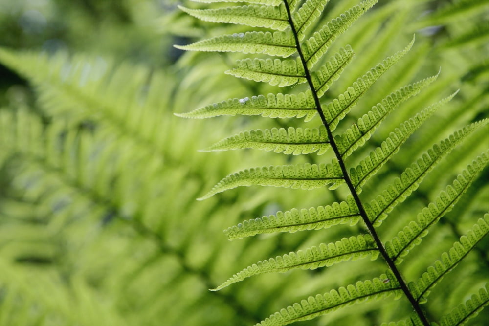 Plant Detail Close Up Canvas Art - Toby Adamson Design Pics (19 x 12)