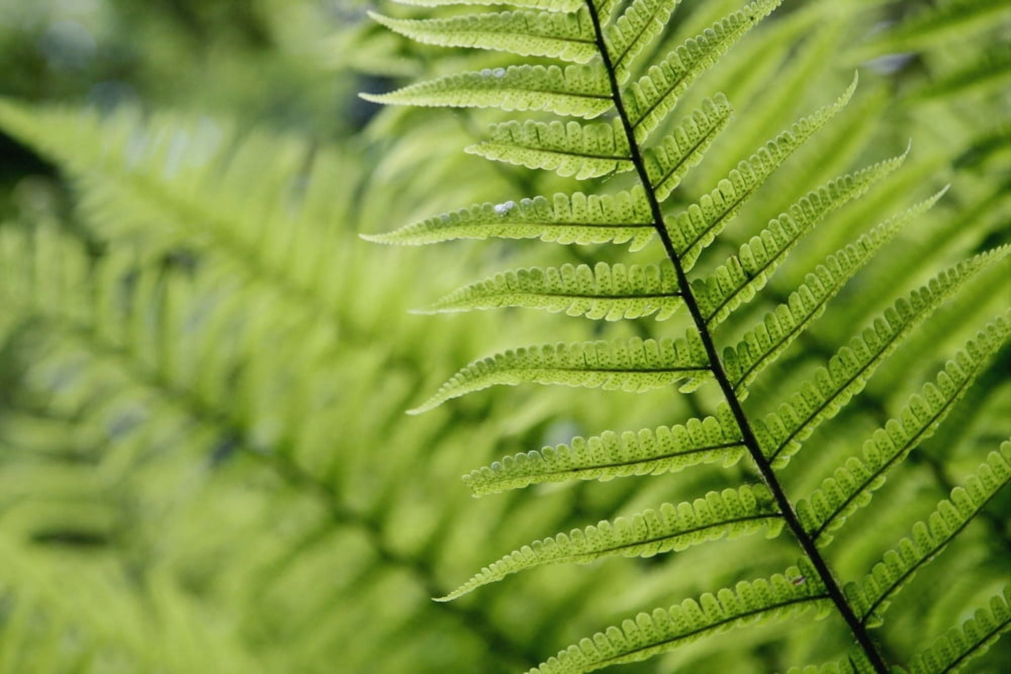 Plant Detail Close Up Canvas Art - Toby Adamson Design Pics (38 x 24)