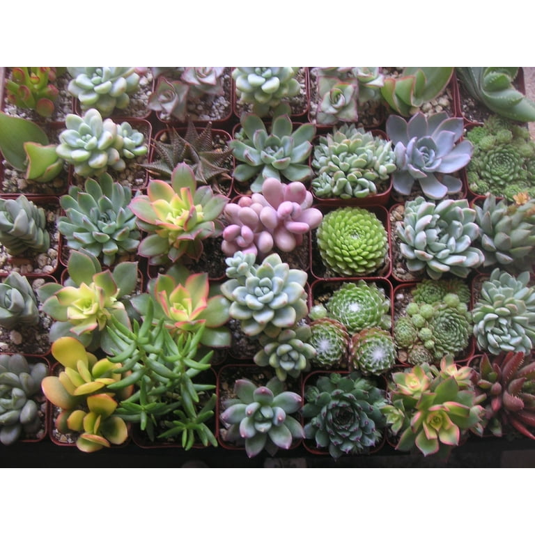 Plant Fully Rooted Succulents Unique Succulent Collection Of 6 2-inch Pots  Soil - Walmart.com