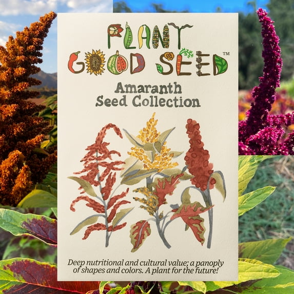 Plant Good Seed Amaranth Seed Collection: Three Packets, Full Sun Annual for Grain, Leaf, & Flowers