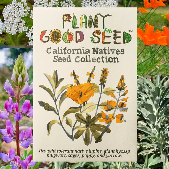 Plant Good Seed California Native Seed Collection: Light Needs Full Sun Part Germination Planting