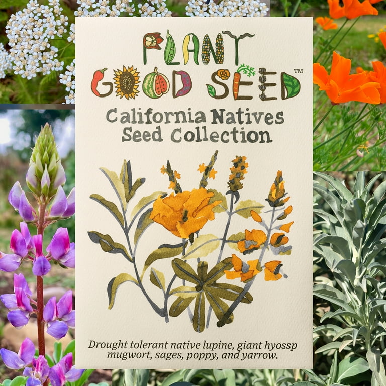 plant tangerine seeds Tattoo&trade; Tangerine Vinca Seeds – Park Seed main image 0