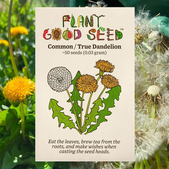 Plant Good Seed Common True Dandelion Seeds, Heirloom Non-GMO Open Pollinated Organic Seeds, 50 Seeds Per Packet