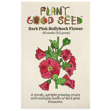 Plant Good Seed Dark Pink Hollyhock Seeds: Full Sun Annual Flower Heirloom Strain Non-GMO USA Grown