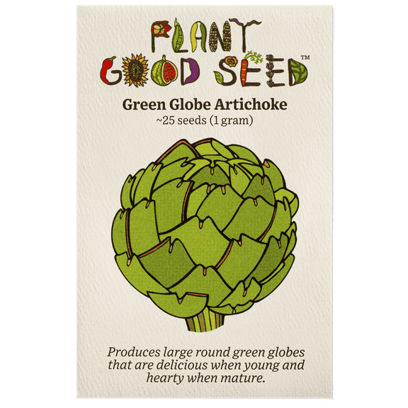 Plant Good Seed Green Globe Artichoke Seeds, Cynara Cardunculus Var. Scolymus Perennial Heirloom Strain Seeds