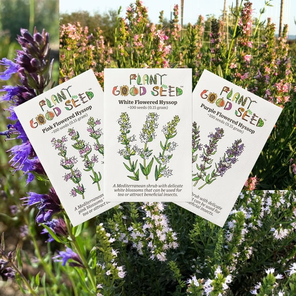 Plant Good Seed Hyssop Seed Collection: 3 Packets, 100 seeds each, Perennial Full Part Sun, Organic