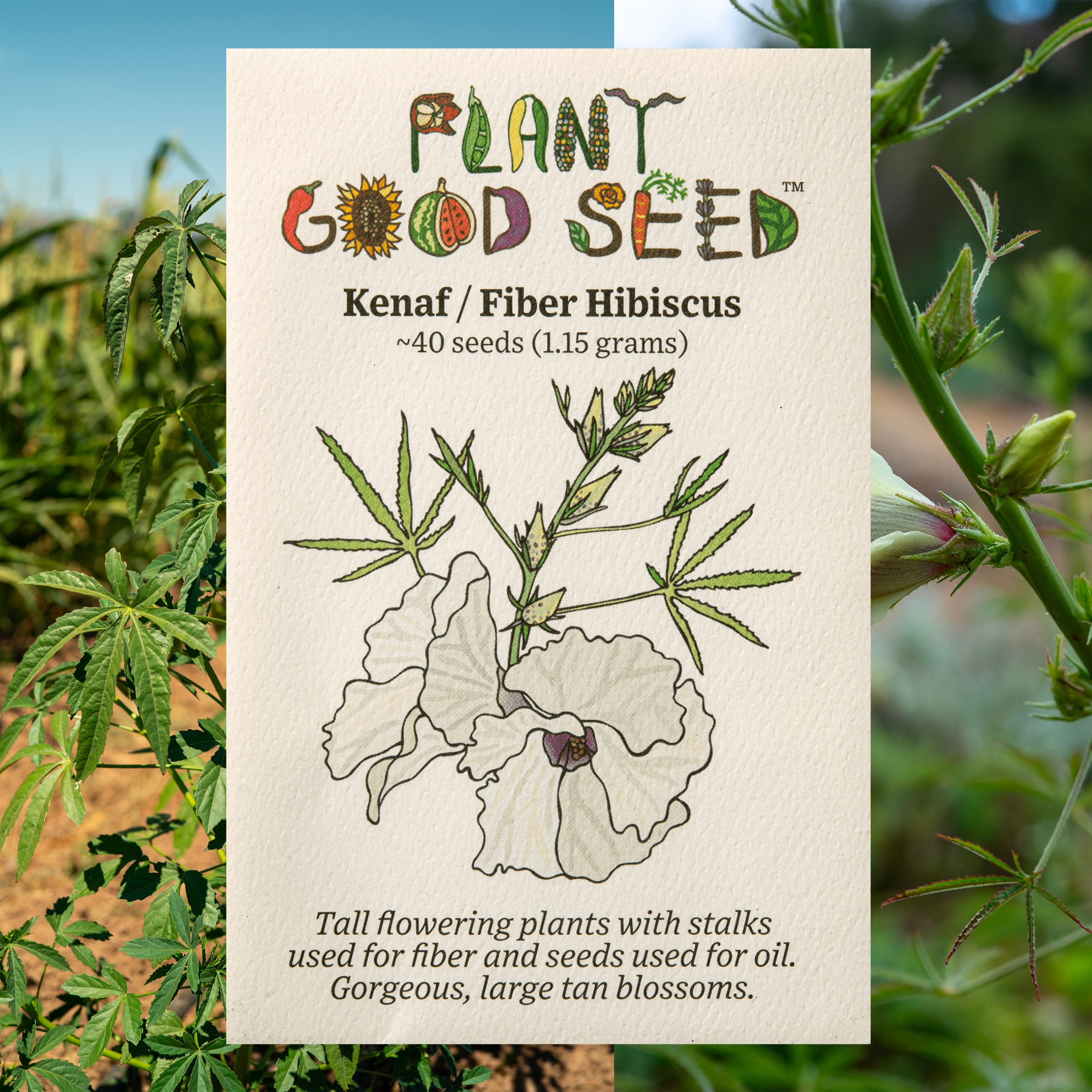 Plant Good Seed - Kenaf Seeds - Hibiscus Cannabinus, Green Fiber
