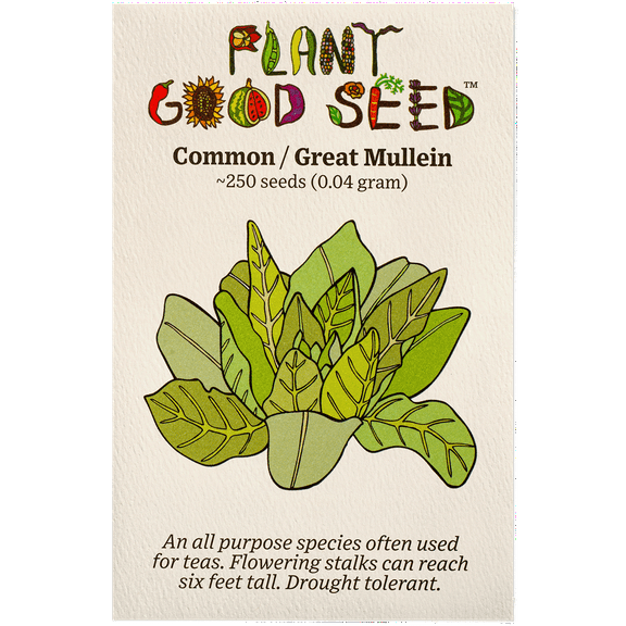 Plant Good Seed Mullein Seeds: Yellow Flowers, Green Leaves for Herbal Tea, Full Sun Easy Biennial