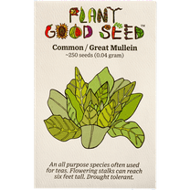 Plant Good Seed Mullein Seeds: Yellow Flowers, Green Leaves for Herbal Tea, Full Sun Easy Biennial