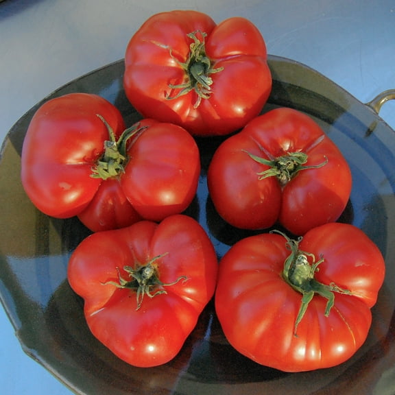 Plant Good Seed Costoluto Genovese Tomato Seeds for Planting - 25 Seed Packet