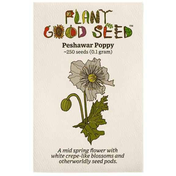 Plant Good Seed Organic Peshawar Poppy Seeds for Planting:  White Flowers, Large Pods - 250 Seed Packet