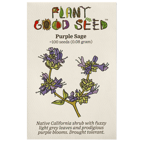 Plant Good Seed Purple Sage Seeds: San Luis Gray Sage, Full Sun Drought Tolerant Perennial California Native