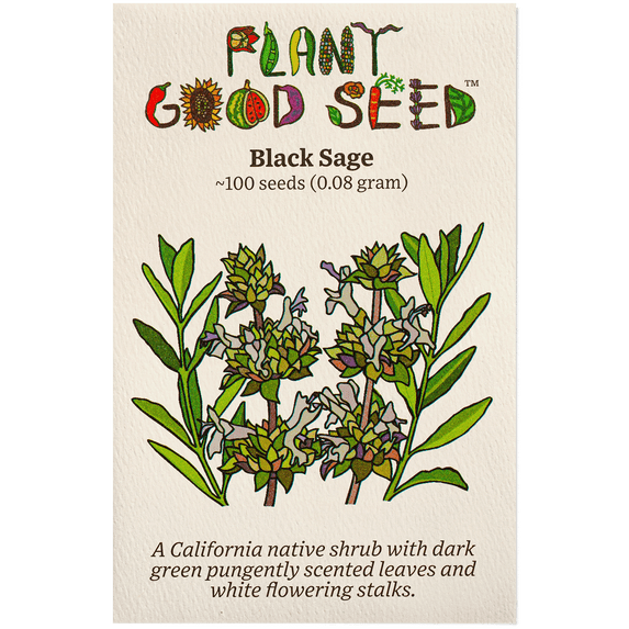 Plant Good Seed Organic Black Sage Seeds for Planting: 100 Count, California Native Perennial Shrub