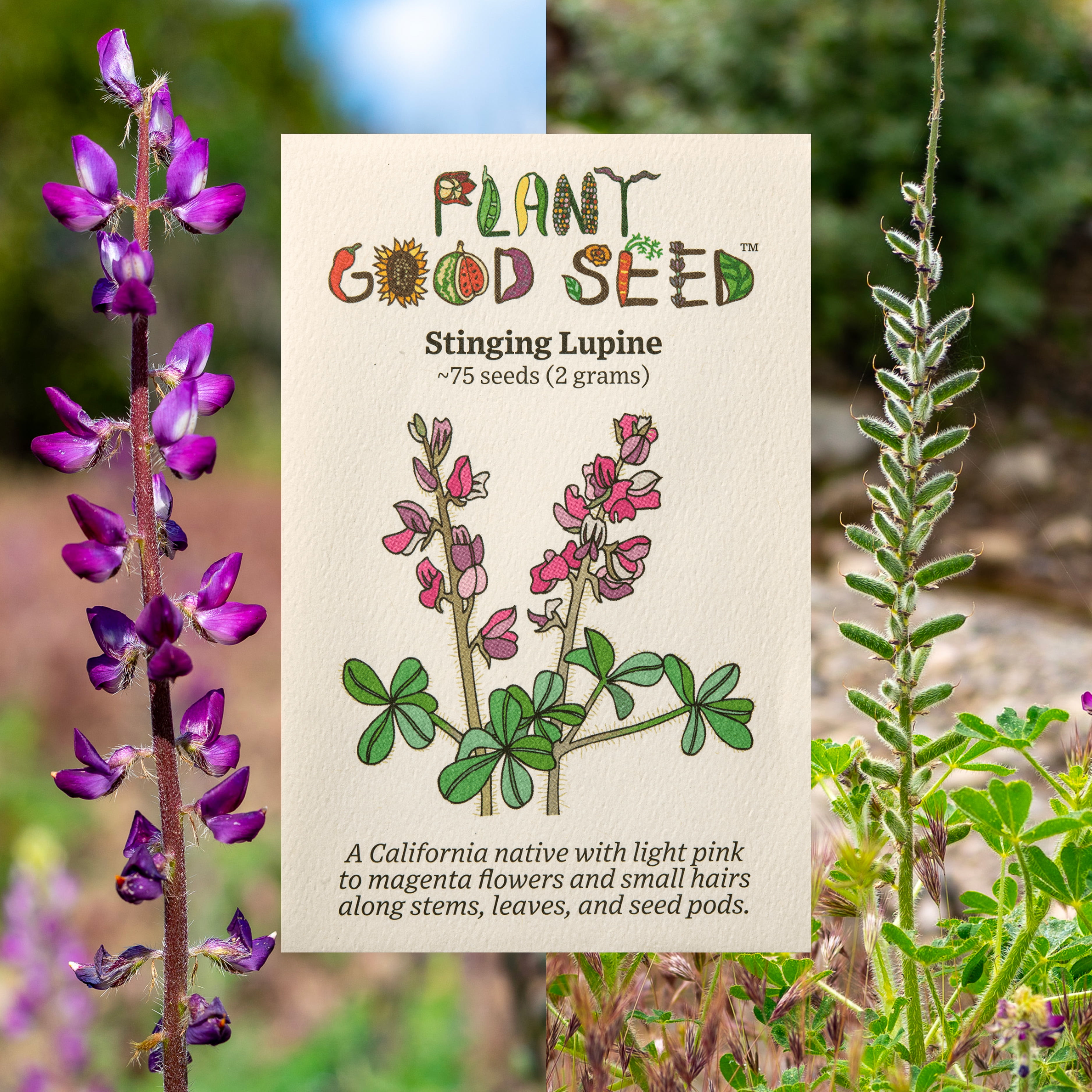 Plant Good Seed Stinging Lupine Flower Seeds: Purple Blossoms California  Native Wildflower Full Sun - Walmart.com