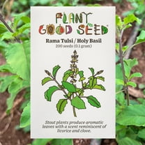 Plant Good Seed Tulsi / Holy Basil Rama Seeds - 200 Seeds | Garden & Patio Herbs