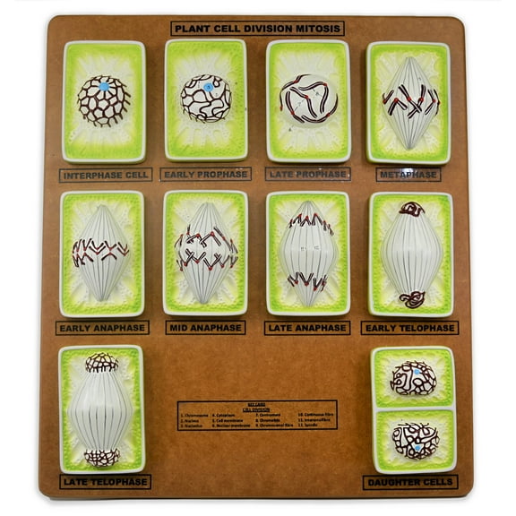 Plant Mitosis Model, 18 Inch - Three-Dimensional - Hand Painted Details - Simplified - Mounted - Eisco Labs