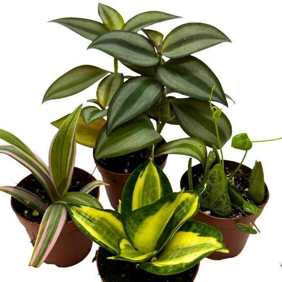 Plant Mystery Box, 2 inch pots, set of 4, Monthly Subscription, Always Different Houseplants
