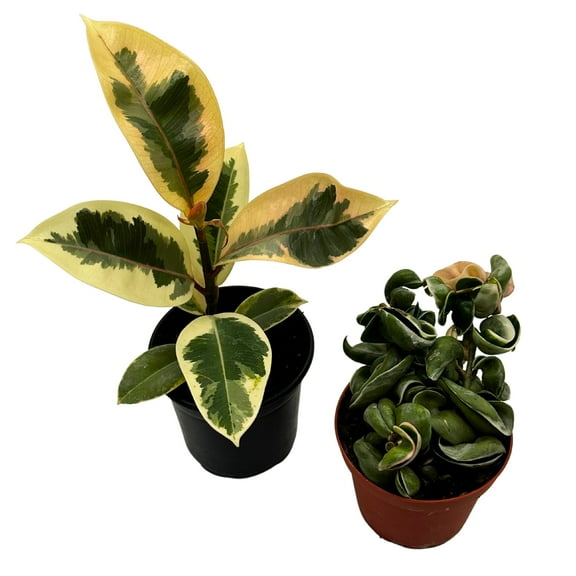 Plant Mystery Box, 4 inch pots, set of 2, Monthly Subscription, Always Different Houseplants