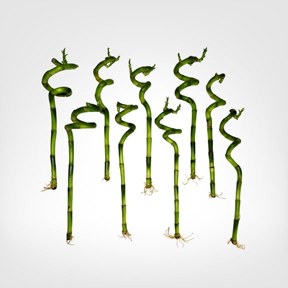 Plant Nook 10 Spiral Lucky Bamboo Stalks, 12 in Live Dracaena Indoor Plant, Grows in Water